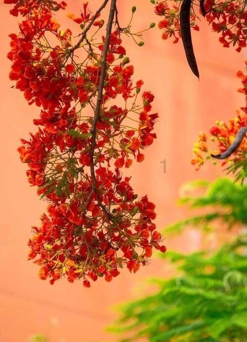 救援怒吼的狮子